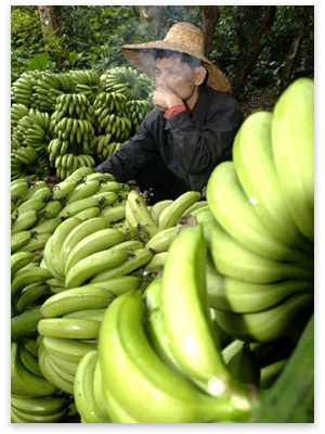 1225317074_chinesebananas.jpg