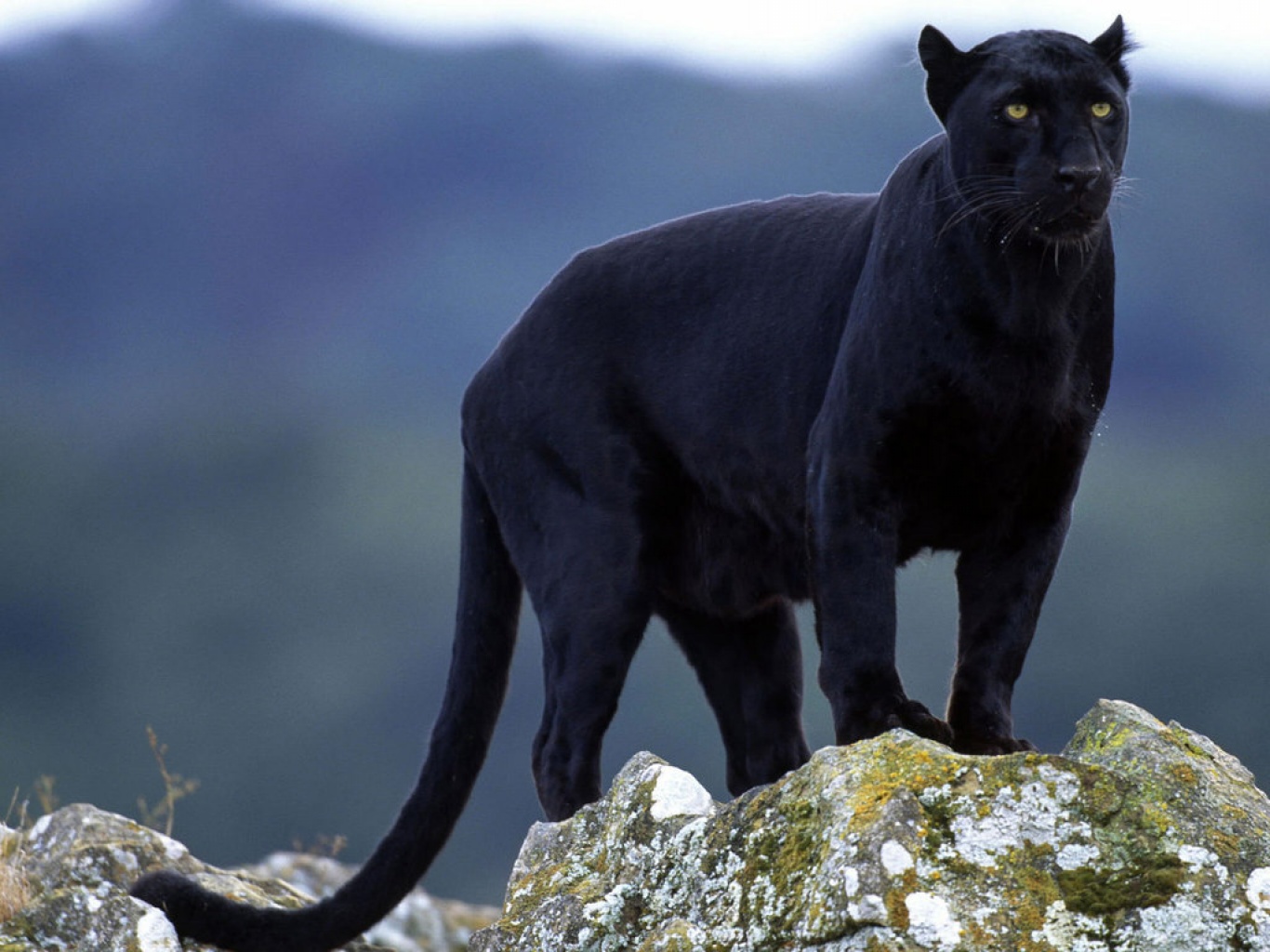 1311116370_522181-1024x768-superb-panther-wallpaper-1600x1200-1003036.jpg