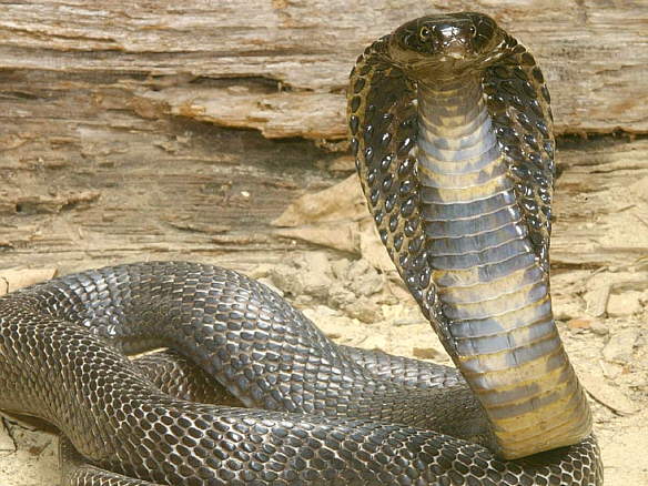 1314923543_cobra.jpg