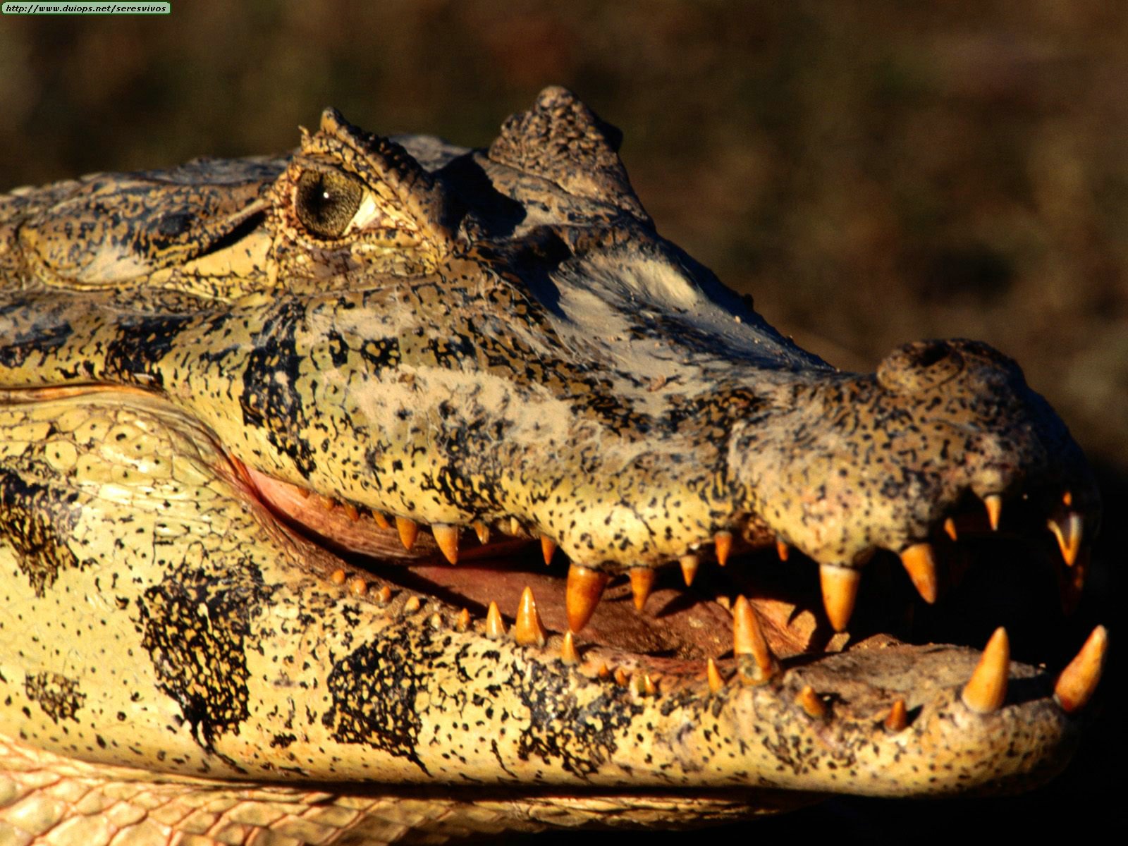 1323133883_animals_reptiles_my_what_big_teeth_you_have_black_caiman.jpg